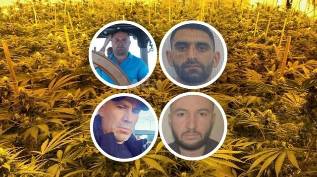 akuzohen-se-ngriten-‘ferme’-kanabisi-ne-maliq:-arrestohen-2-financuesit,-2-te-tjere-shpallen-ne-kerkim! akuzohen-se-ngriten-‘ferme’-kanabisi-ne-maliq:-arrestohen-2-financuesit,-2-te-tjere-shpallen-ne-kerkim!