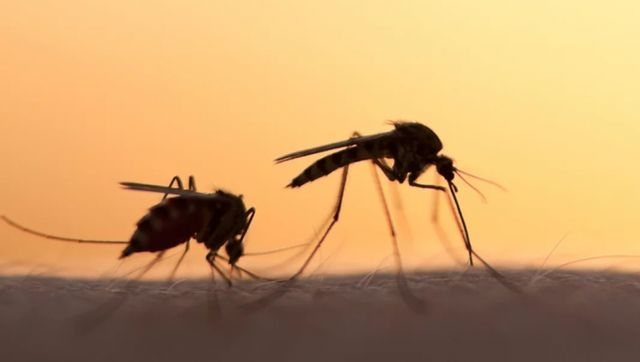 semundja-‘chikungunya’-godet-edhe-kinen,-regjistrohen-mijera-raste-me-virusin-qe-perhapet-nga-mushkonjat semundja-‘chikungunya’-godet-edhe-kinen,-regjistrohen-mijera-raste-me-virusin-qe-perhapet-nga-mushkonjat