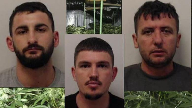“permbyten”-skocine-me-kanabis/-denohen-me-rreth-20-vite-burg-3-shqiptaret-ne-britani!-kultivuan-droge-me-vlere-mbi-2-milione-euro “permbyten”-skocine-me-kanabis/-denohen-me-rreth-20-vite-burg-3-shqiptaret-ne-britani!-kultivuan-droge-me-vlere-mbi-2-milione-euro