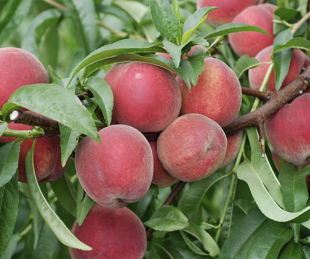 kroacia-dhe-bosnja-bllokuan-pjeshket-me-pesticide-nga-shqiperia/-aku:-produkti-ishte-vetem-per-eksport kroacia-dhe-bosnja-bllokuan-pjeshket-me-pesticide-nga-shqiperia/-aku:-produkti-ishte-vetem-per-eksport