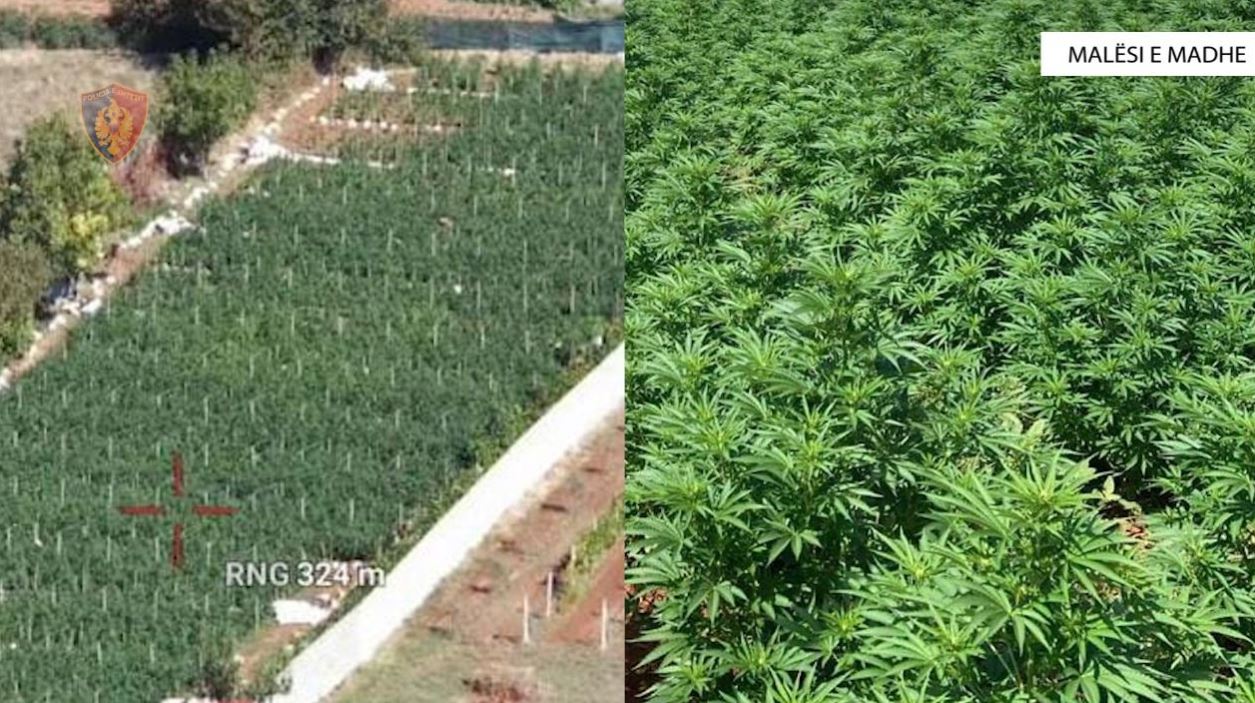 nje-familje-e-tere-ne-kultivimin-e-plantacionit-me-mbi-5-mije-rrenje-hashashi,-2-te-arrestuar,-2-vellezer-ne-kerkim-dhe-nje-grua-nen-akuze nje-familje-e-tere-ne-kultivimin-e-plantacionit-me-mbi-5-mije-rrenje-hashashi,-2-te-arrestuar,-2-vellezer-ne-kerkim-dhe-nje-grua-nen-akuze