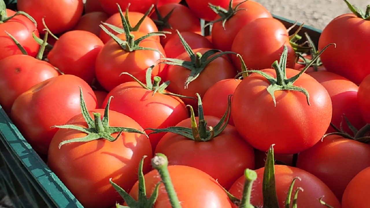 domatet-shqiptare-me-nivele-te-larta-pesticidesh,-prokuroria-e-beratit-firmos-urdher-arreste/-si-produkti-arriti-te-kalonte-doganen-me-fatura-fiktive domatet-shqiptare-me-nivele-te-larta-pesticidesh,-prokuroria-e-beratit-firmos-urdher-arreste/-si-produkti-arriti-te-kalonte-doganen-me-fatura-fiktive
